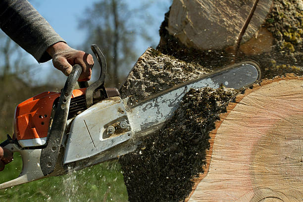 Best Root Management and Removal  in Lake Ssota, WI